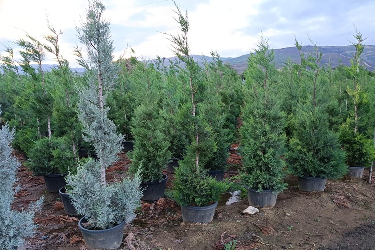 İzmir Toptan Perakende Fidan