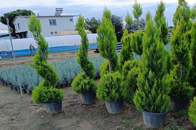 İzmir Süs Bitkileri Satışı