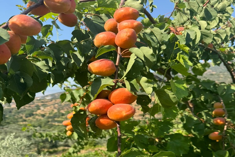 İzmir Meyve Fidanları Satışı